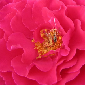 Rosier en ligne pépinière - Rosa Souvenir d'Edouard Maubert - parfum intense - rose - rosiers floribunda - Dominique Massad - Fleurs rouge clair parfumé.